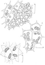 Fig 169. Oil-bodies, all with the outline of a few chloroplasts included. 1. Diplophyllum domesticum var. domesticum (Gottsche) Steph. Cells of median sector of ventral lobe, the surface papillae shown on cells at right. 2. Scapania undulata (L.) Dumort. Cells of median sector of ventral lobe. 3. Blepharidophyllum vertebrale (Taylor ex Gottsche, Lindenb. & Nees) Ängstr. Cells of upper-median sector of ventral lobe. (Fig. 1, from Glenny 9208, New Zealand, South Is., Canterbury EP, Temple Basin Skifield track; 2, from Glenny 9851, New Zealand, South Is., Otago EP, Rastus Burn; 3, from Glenny 9108, New Zealand, South Is., Westland EP, Mt. Brown.). © All rights reserved. [Image: 4Y0L]