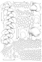 Fig. 170. Scapania undulata (L.) Dumort. 1. Portion of shoot (dorsal view); note keelar wings. 2. Leaf, in situ, dorsal view. 3. Leaf, in situ, ventral view. 4, 5. Leaves, note keelar wings (both drawn to same scale). 6. Median cells of ventral lobe (surface papillae not shown). 7. Sector of apex of ventral lobe. 8. Sector of ventral margin of ventral lobe. 9. Sector of apex of dorsal lobe. 10. Sector of free margin of dorsal lobe. 11. Gemmae (= double-walled cells) and adjacent cells of young leaf lobe. (All from T. Daly 14609, New Zealand, South Is., Otago EP, Old Man Ra.). © All rights reserved. [Image: 4Y0M]