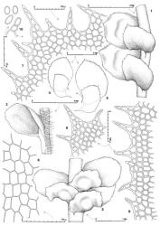 Fig. 171. Scapania nemorosa (L.) Dumort. 1. Leaves, in situ, dorsal view. 2. Leaf, in situ, ventral view. 3. Sector of leading shoot with 3 androecial bracts. 4, 5. Leaves (K = keel). 6. Median cells of ventral lobe (surface papillae not shown). 7. Distal sector of ventral lobe. 8. Sector of median-ventral margin of ventral lobe. 9. Distal sector of dorsal lobe. 10. Gemmae (L = leaf cell). (All from Bartlett 30091/c, New Zealand, North Is., Southern North Is. EP, NW Ruahine Limestone Plateau.). © All rights reserved. [Image: 4Y0N]