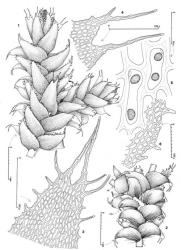 Fig. 172. Clandarium xiphophyllum (Grolle) R.M.Schust. 1. Portion of main shoot with Frullania -type branch (note the short bifid half-leaf), dorsal view. 2. Portion of main shoot with Frullania -type branch (= FB), ventral view; note bilobed first branch underleaf (= FBU), unlobed first branch leaf and position of rhizoids on main shoot. 3. Distal portion of ventral lobe. 4. Distal portion of dorsal lobe. 5. Median cells with oil-bodies. 6. Basal portion of dorsal lobe. (Figs. 1–4, 6, from Engel 21276, New Zealand, North Is., Volcanic Plateau EP, Tongariro Natl. Park, Mangawhero R., off Ohakune Mt. Road, ca. 1200 m; 5, from Glenny 9107, New Zealand, South Is., Westland EP, Mt. Brown.). © All rights reserved. [Image: 4Y0P]