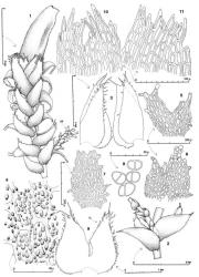 Fig. 173. Clandarium xiphophyllum (Grolle) R.M.Schust. 1. Portion of leading shoot with perianth and lateral-intercalary branch (= LIB), the branch origin shown in Fig. 2; note ensheathing leaf bases. 2. Leading shoot with lateral-intercalary branch originating near ventral end of leaf base, ventral view. 3. Two leaves. 4. Leaf cells (distal third of ventral lobe) showing papillose surface. 5, 6. Leaves from gemmiparous tip, the lower leaf showing gemmae formation. 7. Underleaf from gemmiparous tip (drawn to same scale as figs. 5 and 6). 8. Gemmae. 9. Innermost ♀ bract (DL = dorsal lobe). 10, 11. Portions of perianth mouth. (Figs. 1, 2, 9–11, from Schuster 53381, New Zealand, South Is., Westland EP, upper reaches of Haast R., 1 km N of Haast Pass; 3, 4, from Engel 21276, New Zealand, North Is., Volcanic Plateau EP, Tongariro Natl. Park, Mangawhero R., off Ohakune Mt. Road, ca. 1200 m; 5, 7, from Engel 6610, New Zealand, South Is., Westland EP, Westland Natl. Park, Gillespies Cook R. Road, between Tornado Creek and Whelan Creek; 6, 8, from Engel 21331, New Zealand, North Is., Volcanic Plateau EP, Tongariro Natl. Park, ca. 8 km from Ohakune on Ohakune Mtn. Road, ca. 950 m.). © All rights reserved. [Image: 4Y0Q]