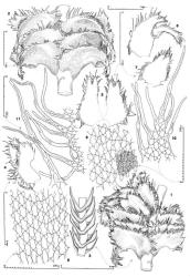 Fig. 174. Blepharidophyllum vertebrale (Taylor ex Gottsche, Lindenb. & Nees) Ångstr. 1. Sector of leading shoot with Frullania -type branch and associated half-leaf, dorsal view. 2. Sector of leading shoot, ventral view. 3. Sector of shoot, lateral view; leaves cut off except at their bases to show rounded, keelar portion. 4. Leaf. 5. Leaf with lobes spread (dorsal lobe at left). 6. Leaf. 7. Half-leaf. 8. Median cells of ventral lobe, surface detail shown in part. 9. Median-basal leaf cells (i.e., the median-basal sector of ensheathing or keelar portion; note the non-vittate condition). 10. Distal sector of dorsal lobe. 11. Cilia of dorsal margin of dorsal lobe. (All from Engel 18404, New Zealand, South Is., Westland EP, Arthur's Pass Natl. Park, Kelly Ra.). © All rights reserved. [Image: 4Y0R]