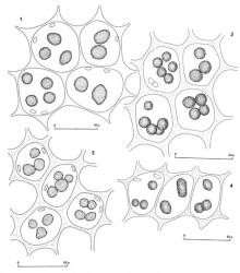 Fig. 175. Oil-bodies, all with the outline of a few chloroplasts included. 1. Acrolophozia pectinata R.M.Schust. Median leaf cells. 2. Herzogobryum teres (Carrington & Pearson) Grolle. Median leaf cells. 3. Nothogymnomitrion erosum (Carrington & Pearson) R.M.Schust. Median cells of leaf. 4. Gymnomitrion strictum (Berggr.) R.M.Schust. Median leaf cells. (Fig. 1, from Glenny 9414, New Zealand, South Is., Canterbury EP, Arthur’s Pass Natl. Park, Temple Basin; 2, from Glenny 8868, New Zealand, South Is., Westland EP, Arthur’s Pass Natl. Park, Upper Otira Valley; 3, from Glenny 9025, Western Nelson EP, Harwoods Hole; 4, from Glenny 8867, New Zealand, South Is., Westland EP, Arthur’s Pass Natl. Park, Upper Otira Valley.). © All rights reserved. [Image: 4Y0S]