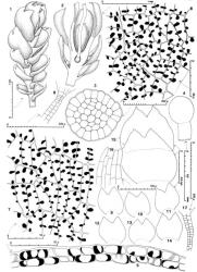 Fig. 177. Marsupella sparsifolia subsp. childii R.M.Schust. (figs. 1–8) and Marsupella sprucei (Limpr.) Bernet (figs. 9–17). 1. Mature gynoecium, dorsal view; note capsule dehiscence within the enclosed ♀ bracts (capsule valve at arrow). 2. Longitudinal section through gynoecium with mature sporophyte; note paroecious condition. 3. Seta, cross section. 4. Capsule profile. 5. Capsule wall, cross section. 6. Capsule wall, outer layer. 7. Capsule wall, inner layer. 8. Antheridial stalk. 9–14. Leaves (all drawn to same scale). 15. Bract of innermost series (above) and (below) a bract from series immediately below, both inserted on the perigynium (and note drawn to same scale as leaves). 16. Portion of perianth mouth. 17. Antheridial stalk. (Figs. 1–8, from Glenny 9735, New Zealand, South Is., Canterbury EP, Harman Pass; 9–17, from Engel 17909, New Zealand, South Is., Otago EP, Mt. Aspiring Natl. Park, below and W of Mt. Shrimpton.). © All rights reserved. [Image: 4Y0U]