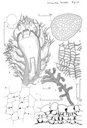 Fig. 23. Leiomitra lanata (Hook.) R.M.Schust. 1. Plant showing distantly and irregularly 1-pinnate branching, dorsal view (note secondary branches are few and no more than 1 per primary branch). 2. Mature inflorescence, median longitudinal section (C = coelocaule; SAR = sterile archegonia; PER = perianth; BR = bracts; BRO = bracteoles; L = leaves; UL = underleaves; S = seta; F = foot). 3. Seta, cross section. 4. Capsule profile. 5. Capsule wall, cross section. 6. Capsule wall, outer layer. 7. Capsule wall, inner layer. (Fig. 1, 3–7, from Engel 17761, New Zealand, South Is., Otago, Morrisons Creek; 2, after Hatcher, 1959.). © All rights reserved. [Image: 4Y0W]