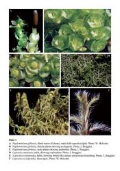 Plate 1A  Haplomitrium gibbsiae, distal sector of shoots, male (left) capsule (right). Photo, W. Malcolm. B  Haplomitrium gibbsiae, female plants showing archegonia. Photo, J. Braggins. C  Haplomitrium gibbsiae, male plants showing antheridia. Photo, J. Braggins. D  Lepicolea attenuata, habit, showing coelocaules. Photo, J. Braggins. E  Lepicolea scolopendra, habit, showing bristle-like texture and pinnate branching. Photo, J. Braggins. F  Lepicolea scolopendra, shoot apex. Photo, W. Malcolm. © All rights reserved. [Image: 4Y1A]