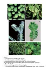 Plate 10A  Lembidium nutans, habit. Photo, W. Malcolm. B  Lembidium longifolium, habit. Photo, J. Braggins. C  Lembidium longifolium, single shoot, ventral view. Photo, W. Malcolm. D  Chloranthelia berggrenii, single shoot, dorsal view, showing notably fleshy stem. Photo, W. Malcolm. E  Chloranthelia berggrenii, habit. Photo, J. Braggins. F  Chloranthelia berggrenii, habit; note pure green color and fleshy stems. Photo, W. Malcolm. © All rights reserved. [Image: 4Y1B]