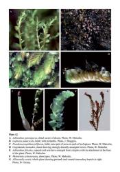 Plate 12A  Adelanthus gemmiparus, distal sector of shoots. Photo, W. Malcolm. B  Lophozia pumicicola, habit; with perianths. Photo, J. Braggins. C  Pseudomarsupidium piliferum, habit; note pair of awns at each of leaf apices. Photo, W. Malcolm. D  Cuspidatula monodon, shoot showing strongly dorsally assurgent leaves. Photo, W. Malcolm. E  Adelanthus falcatus, capsule and seta have emerged from calyptra with its attachment at the base of the plant. Photo, W. Malcolm. F  Wettsteinia schustereana, shoot apex. Photo, W. Malcolm. G  Allisoniella scottii, whole plant showing perianth and ventral-intercalary branch at right. Photo, D. Glenny. © All rights reserved. [Image: 4Y1D]