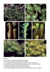 Plate 13A  Solenostoma totipapillosum, habit. Photo, W. Malcolm. B  Solenostoma cryptogynum, habit. Photo, W. Malcolm. C  Anastrophyllum schismoides, shoot apices, lateral view. Photo, W. Malcolm. D  Solenostoma inundatum, shoot apex showing transverse leaves. Photo, W. Malcolm. E  Chandonanthus squarrosus, habit. Photo, W. Malcolm. F  Solenostoma hodgsoniae, sterile shoots. Photo, J. Braggins. G  Solenostoma hodgsoniae; note yellowish antheridia in bract axils. Photo, J. Braggins. © All rights reserved. [Image: 4Y1E]