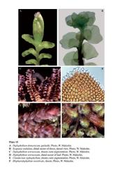 Plate 15A  Diplophyllum domesticum, perianth. Photo, W. Malcolm. B  Scapania undulata, distal sector of shoot, dorsal view. Photo, W. Malcolm. C  Diplophyllum verrucosum, shoots; note pigmentation. Photo, W.Malcolm. D  Diplophyllum verrucosum, distal sector of leaf. Photo, W. Malcolm. E  Clandarium xiphophyllum, shoots; note pigmentation. Photo, W. Malcolm. F  Blepharidophyllum vertebrale, shoots. Photo, W. Malcolm. © All rights reserved. [Image: 4Y1G]