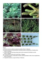 Plate 8A  Bazzania tayloriana, habit; note glaucous condition. Photo, W. Malcolm. B  Bazzania involuta, showing intercalary stoloniform branches and dominance ofleading shoots. Photo, W. Malcolm. C  Zoopsis nitida, habit, growing on damp rotten wood on underside of old fallen tree trunk. Photo, J. Braggins. D  Pseudocephalozia lepidozioides, habit. Photo, J. Braggins. E  Zoopsidella caledonica, whole plants on humus; note leaf areolation visible at lower magnification. Photo, W. Malcolm. F  Zoopsidella caledonica, single leaf. Photo, W. Malcolm. © All rights reserved. [Image: 4Y1P]